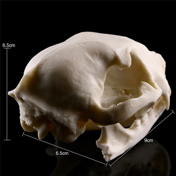 Realistisk Cat Skull Resin Model Replika Dekorative Unikke Gaver White One Size
