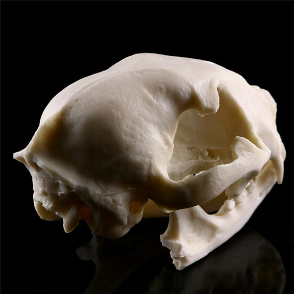 Realistisk Cat Skull Resin Model Replika Dekorative Unikke Gaver White One Size