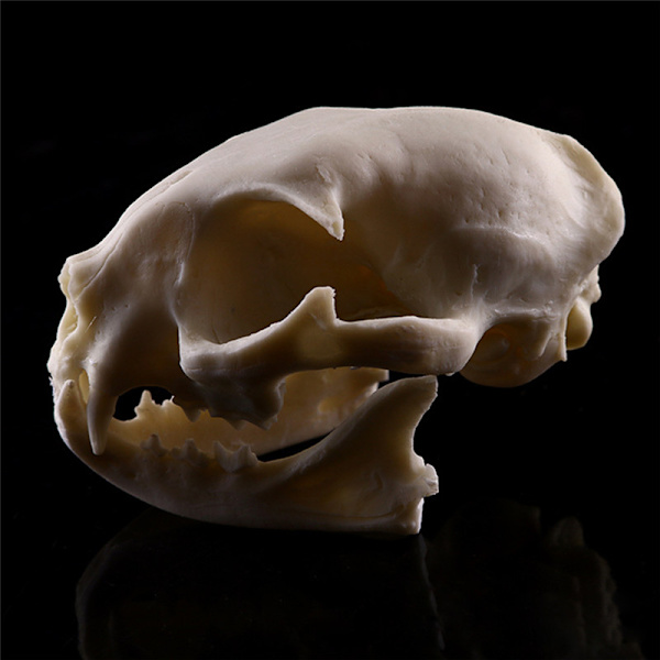 Realistisk Cat Skull Resin Model Replika Dekorative Unikke Gaver White One Size
