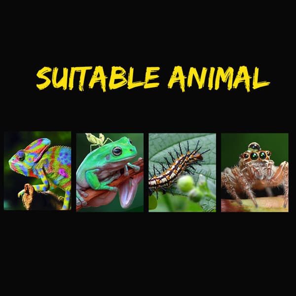 Krybdyr Spider Transparent Plastic Feeding Box Insektfodring White 15*10*6.5cm