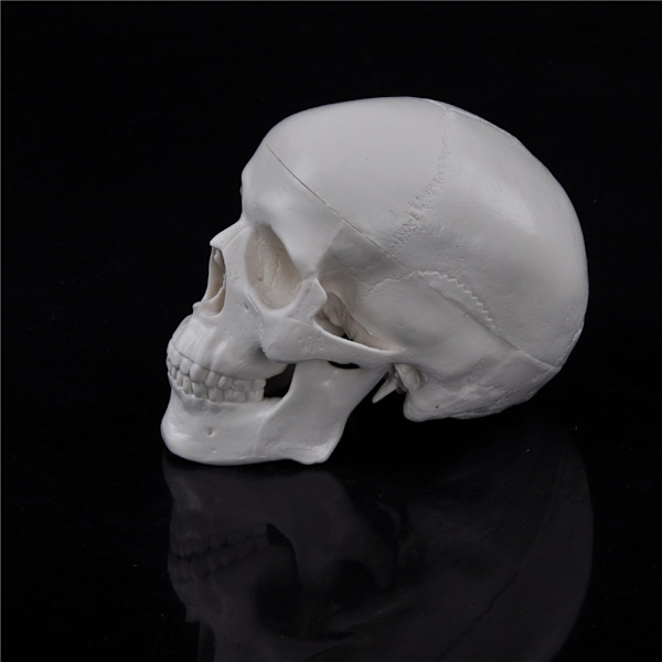Undervisning Mini Skull Human Anatomical Anatomy Head Model Conven White one size