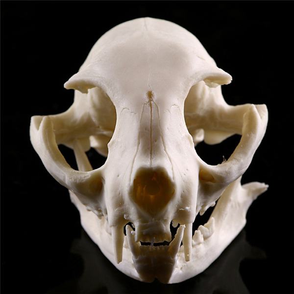 Realistisk Cat Skull Resin Model Replika Dekorative Unikke Gaver White One Size