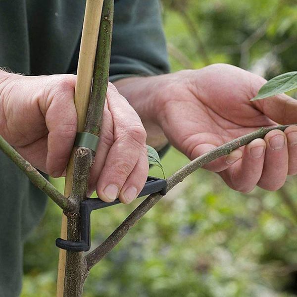 10 Stk Frugttræ Grene Holder Frugtgren Spreder Træ BH Black