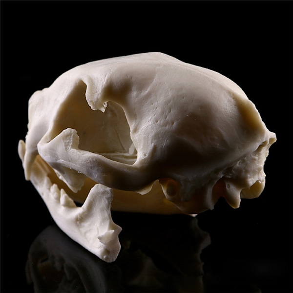 Realistisk Cat Skull Resin Model Replika Dekorative Unikke Gaver White One Size
