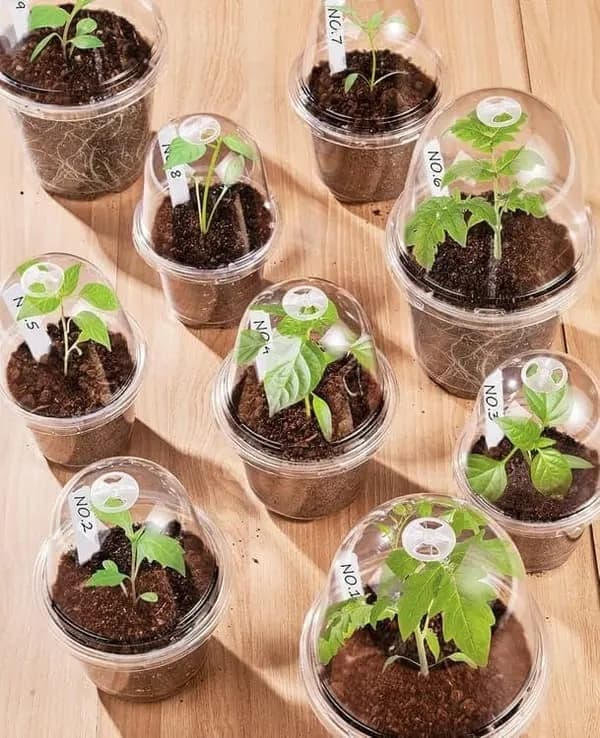 10-pack med klara, isolerade planteringskrukor med lock - plastfrökrukor för blommor och växter (klar).