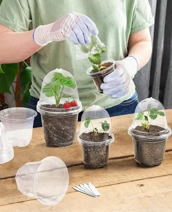 10-pack med klara, isolerade planteringskrukor med lock - plastfrökrukor för blommor och växter (klar).