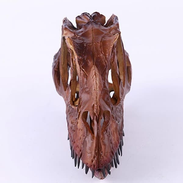 Dinosaur Dilophosaurus Kranie Figur Til