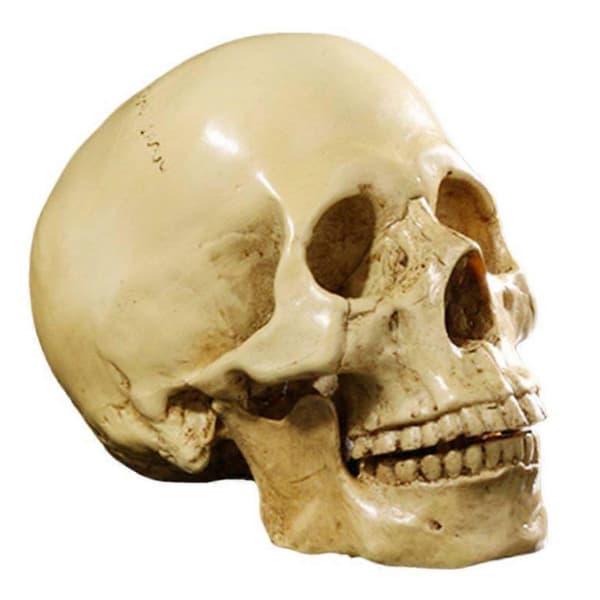 Modell 1: 1 Resin Menneskelig Anatomisk Undervisningsdekorasjon Gul