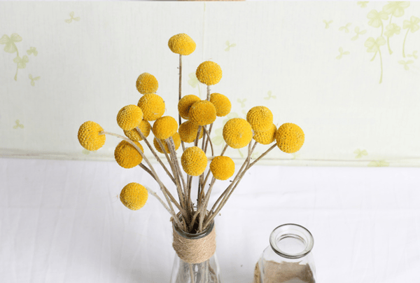 naturlige tørrede blomster, Craspedia Billy Balls, Billy Buttons, Gul