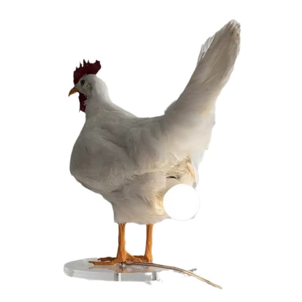 Harpiks LED eggelampe, eggelampe, skrivebordslampe, 3D høne som legger egg