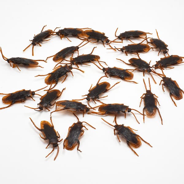 24-pack falska plastkackerlackor - skämtkackerlackor, skämtpresenter