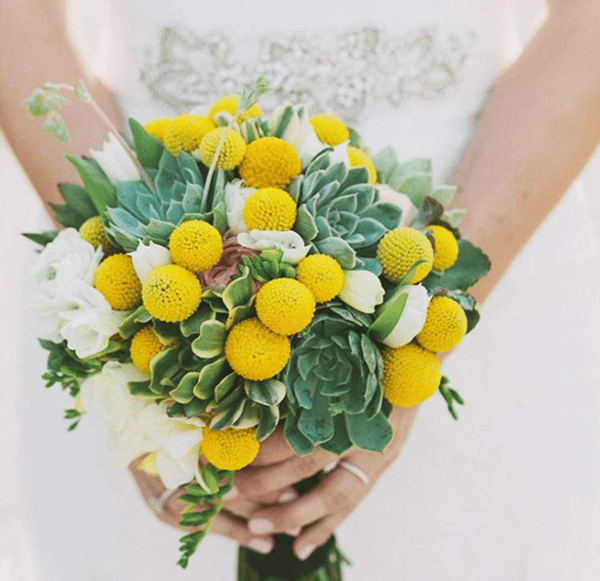 naturlige tørrede blomster, Craspedia Billy Balls, Billy Buttons, Gul