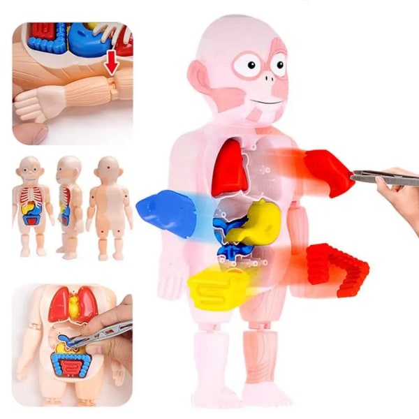 15 st Barnkropp Anatomi Modell Mänsklig Torso Montessori Pedagogiska inlärningsleksaker Organmonterad leksak 3D-pussel för barn Red