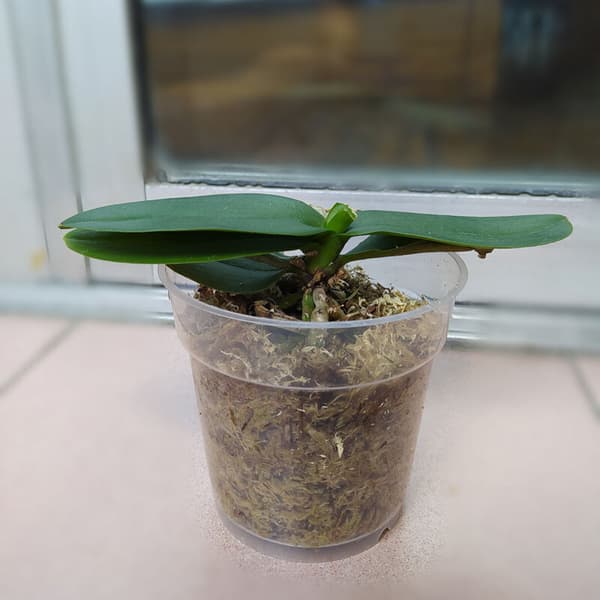 10 gennemsigtige plastikurtepotter, 3,5\"