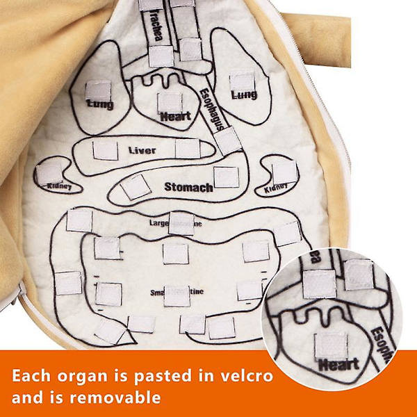 3d-organ Anatomi Modell Leksak Kroppsstruktur Pussel Docka Människokropp Anatomi Medvetenhet Undervisningsverktyg Barn Science Learning Kit Boys