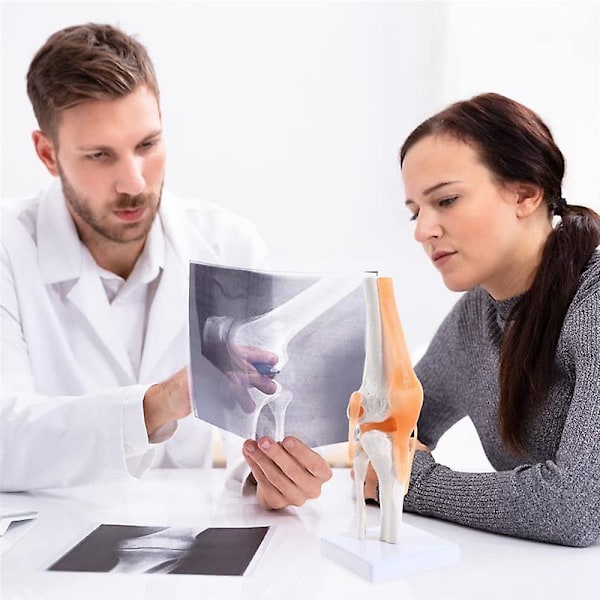 Anatomisk knæled med ligamenter model, menneskelig 1:1 naturlig størrelse, til videnskabelig klasserumstudie, Displ