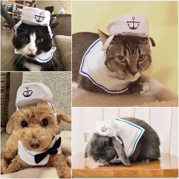 Sømandskostume til kæledyr til katte og små hunde