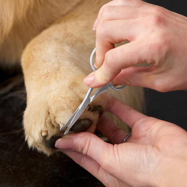 Rundhovedet kæledyrssaks i rustfrit stål - til hunde og katte