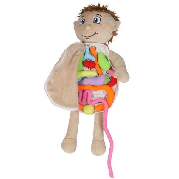 Anatomisk dukke med organer 48 cm pædagogisk STEM-legetøj 3+