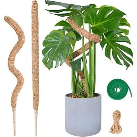 Monstera växtstöd, 60 cm x 2 mossstångssats för klätterväxter, inomhus kokosfiber -