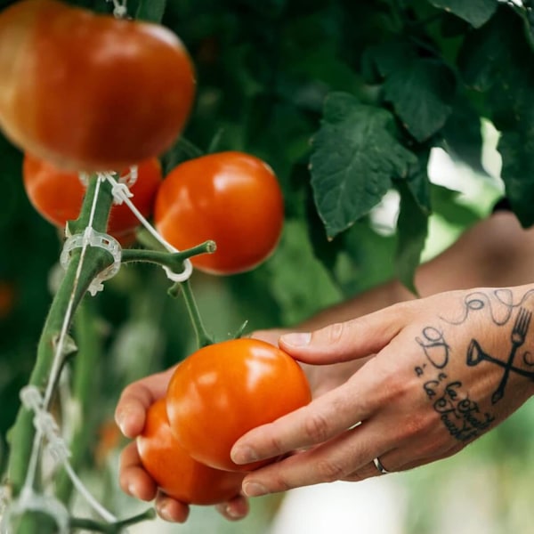 200 Stycken Tomatplantklämmor, Klätterklämmor, Trädgårdsplastklämmor, för Grönsaker, Växter, Tomater - Vita