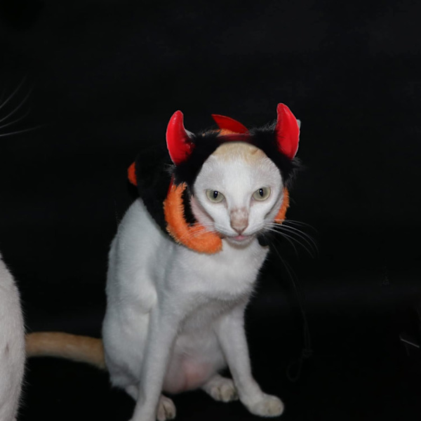 Hvalpeører Pandebånd Hund Djævle Horn Pandebånd Kæledyr Halloween Kostume Justerbar Horn Hovedbeklædning Kat Va