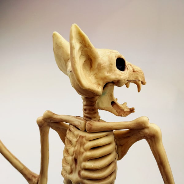 Horror Halloween flagermus skelet simulation flagermus skelet realistisk flagermus knogle Halloween rekvisitter dyr skel