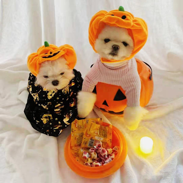 (L)Halloween kjæledyr gresskar lue justerbar kjæledyr hodeplagg søt gresskar lue for katt hund Halloween utkledning