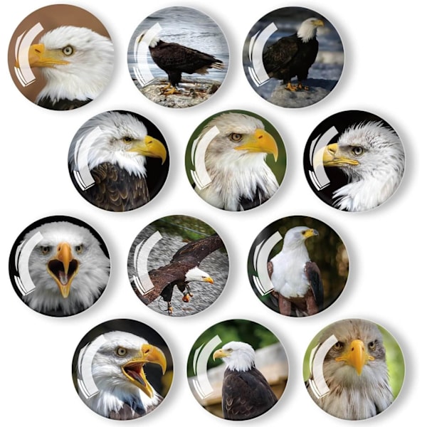 12-pack Glaskylmagneter - 35 mm (Örn)