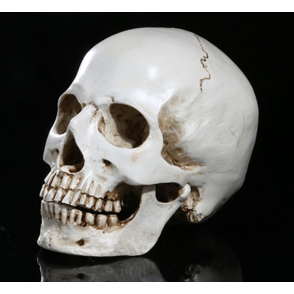 Mini Human Skull Model, med avtagbar hodeskallehette og komplette tenner, skole T