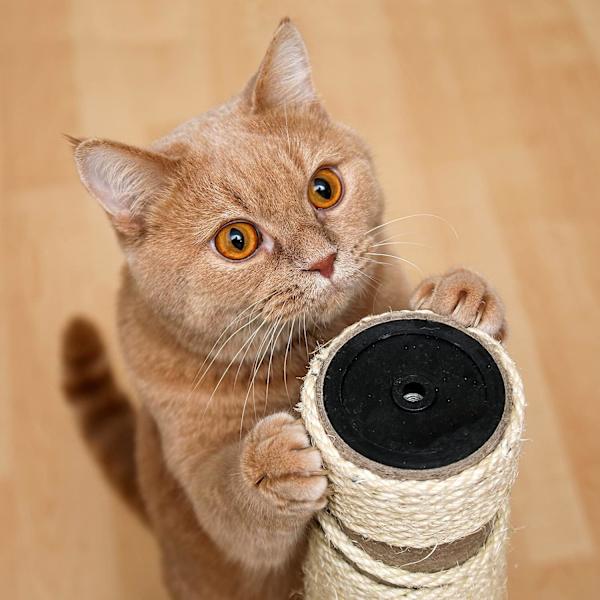 Kradsetræ til katte med bold - 30 cm