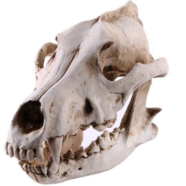Wolf Skull Resin Craft Replica Wolf Skelett Modell Halloween Party Inredning Eller