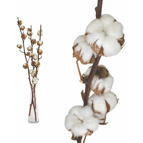3 Pak Naturlige Tørrede Bomuldsblomster Tørrede Blomster Stilk Bomuld Naturlig Blomst Kunstige Grene Bomuld Kunstige Planter Dekoration til Balkon Hjem Bord Flor