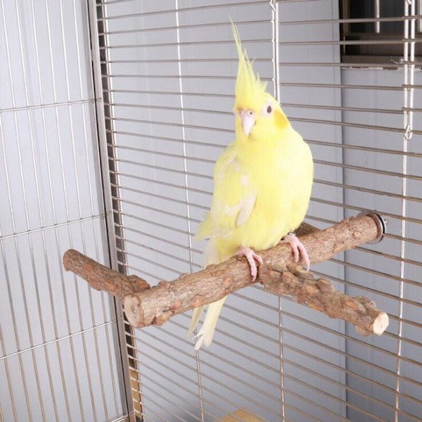 Lintujen lemmikkilintu seisova tikku puinen linnun kiipeilytikkaat orret aaltonen undulaatti budgie hiontalelelu