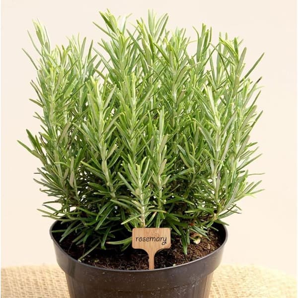 Bambuspinde til haveplanter 50 stk