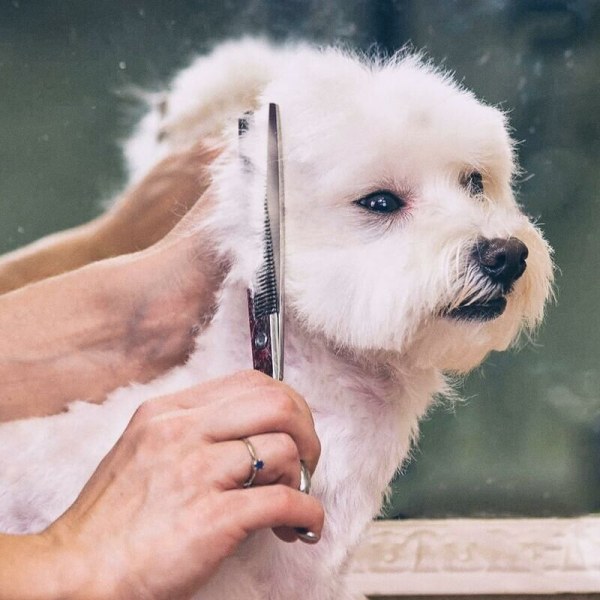Blue Dream Professional 6 i 1 4CR Rustfrit Ståls Sikkerhedssakse til Hunde, Katte og Andre Dyr