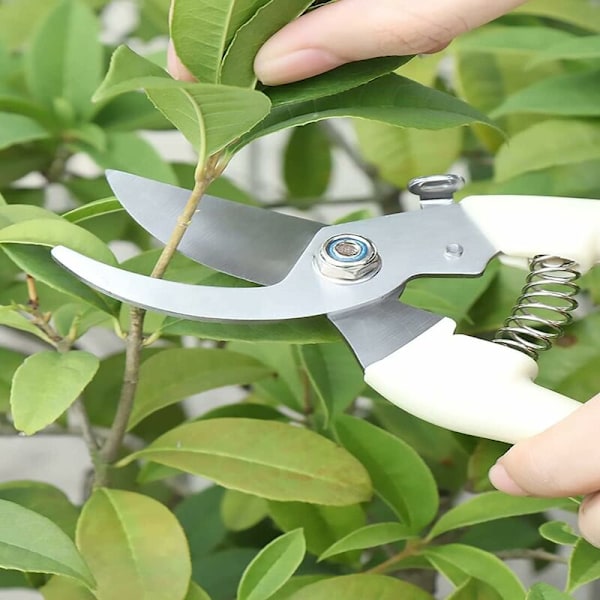 2PCS hagesaks, grensaks og jordstengelsaks, egnet for nybegynnere for hageplanter og fruktplukking-
