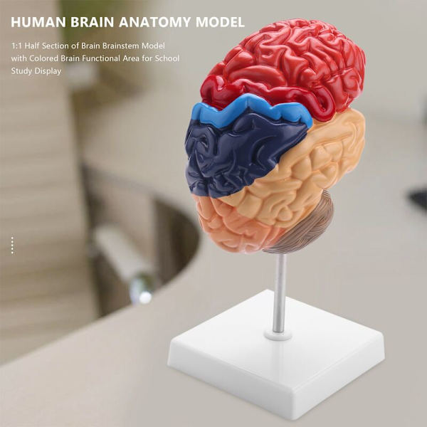 Aivojen anatomian anatomiamalli 1: 1 Puoli aivot Aivorunko Opetuslaboratoriotarvikkeet