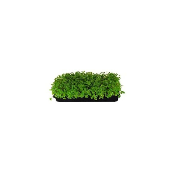 Sæt med 5 Holdbare Sorte Plastik Plantningsskåle (Ingen Drænhuller) 54cm x 28cm Blomster, Frøplanter