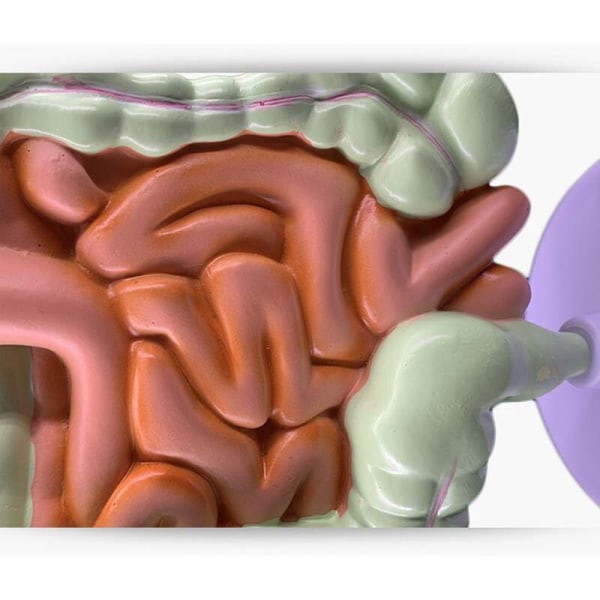 Ihmisen ruoansulatusjärjestelmän malli Vatsan anatomia Paksusuoli Umpisuoli Peräsuoli Duodenum Ihmisen sisäelinten rakennemalli