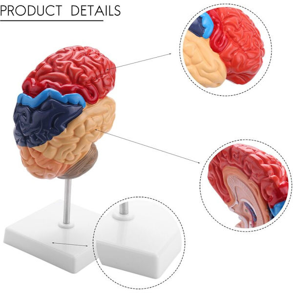 Anatomi af hjerne anatomisk model 1: 1 halv hjerne hjernestamme undervisningslaboratorieforsyninger