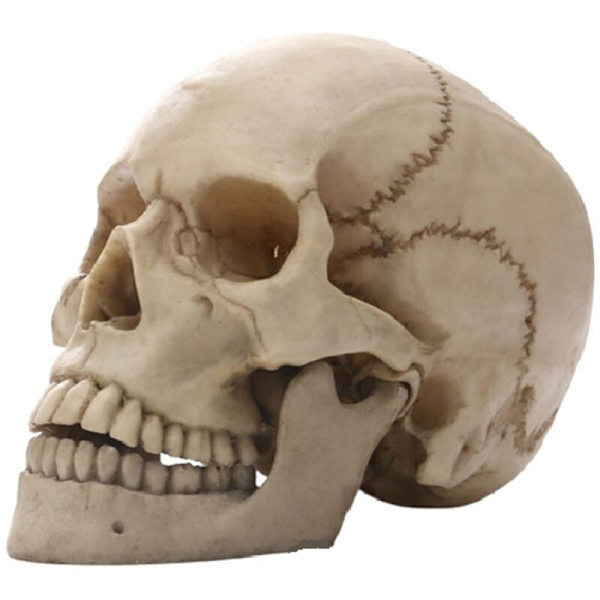 Menneske kranium statue til boligindretning, harpiks figurer, Halloween dekoration, skulptur, undervisning, skitsemodel, håndværk