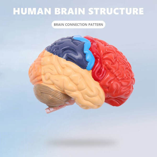 Anatomi av hjärnan Anatomisk modell 1: 1 Halva hjärnan hjärnstam Undervisningslabb Tillbehör
