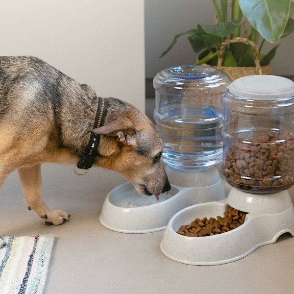 2X Fôr- og vanndispenser - Tilbehør til katt og hund - 2X Automatisk matskål - for katt hund kanin - Kapasitet 3,8L