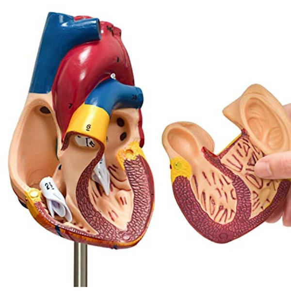 Hjärtmodell, 2-delad Deluxe Human Heart Model Anatomi med 34 Anatomiska Strukturer, Anatomiskt Hjärta