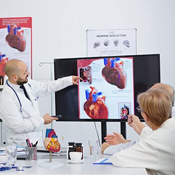 Hjärtmodell, 2-delad Deluxe Human Heart Model Anatomi med 34 Anatomiska Strukturer, Anatomiskt Hjärta