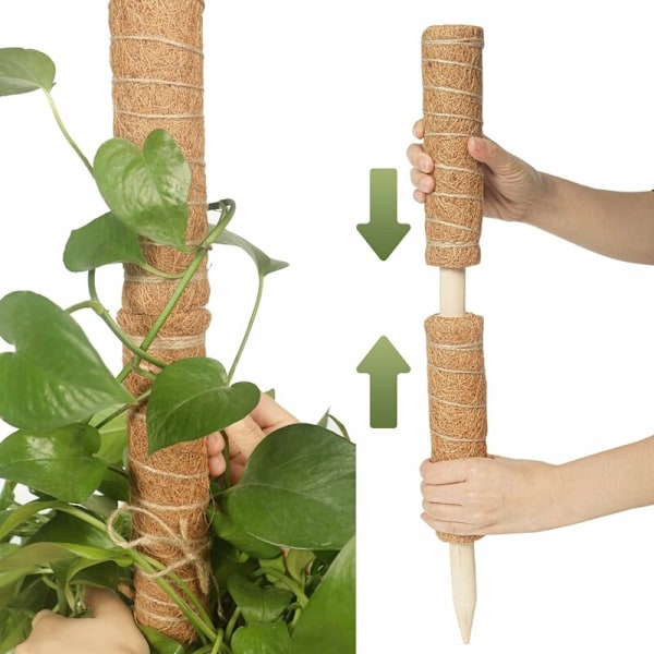 Mosspåle för Växter - Kokosfiber Mosspåle Stakar för Inomhusväxtstöd - 61 cm Växttillbehör med 2 m Trädgårdssnöre för Monstera Växt - DENUOTOP