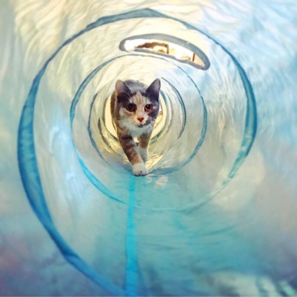 2 st katt serie hopfällbar husdjur tunnel leksak inomhus utomhus valp leksak för pussel träning gömma