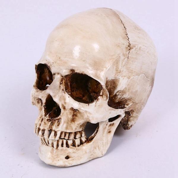 Hodeskalledekor Prop Skjelett Hode 1:1 Modell Halloween Stil Spøkelseshusfest Dekorasjon Festival Rekvisita