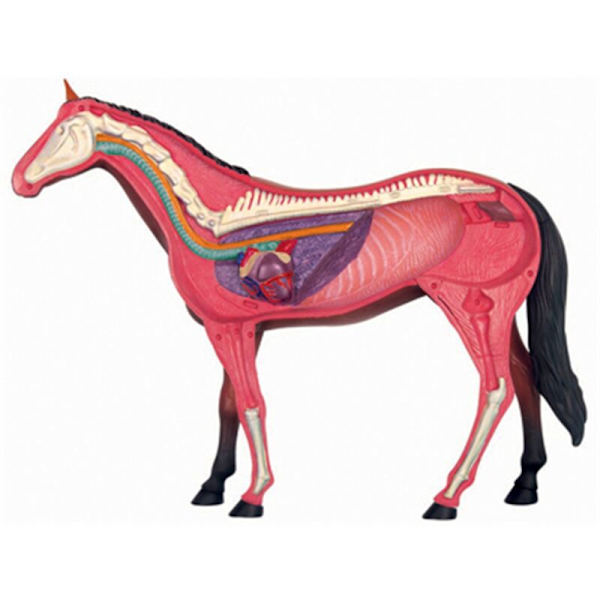 4D Eläimen Elinjärjestelmän Anatomiamalli Hevonen Älykäs Kokoamislelu DIY Opettava Anatomiamalli Tieteen Popularisointilaite